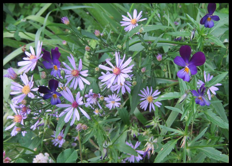 johnny jump ups among wild aster blooms.JPG