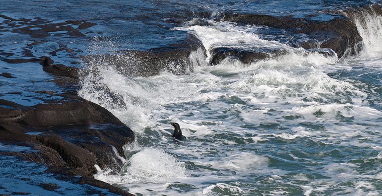 6089285995-muriwai-beach-sealion (FILEminimizer).jpg