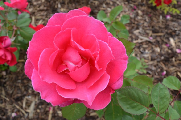 DSC_0571.JPG
