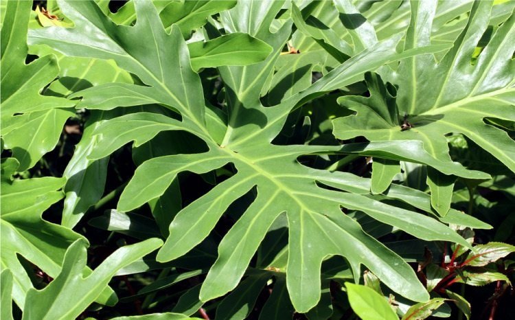 lacy-leaf-philodendron.jpg
