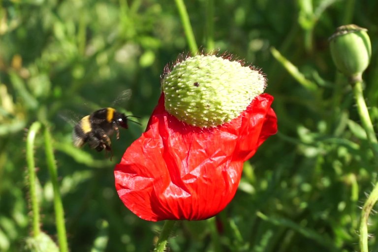 Bumblebee _opens_poppy_flower_-_Free_polls_for_all_01.jpg