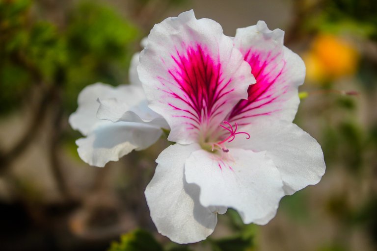 03 Flor blanca de pelargonium.jpg