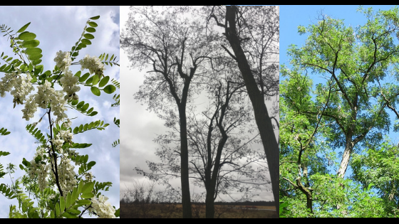 Black Locust Trees.png