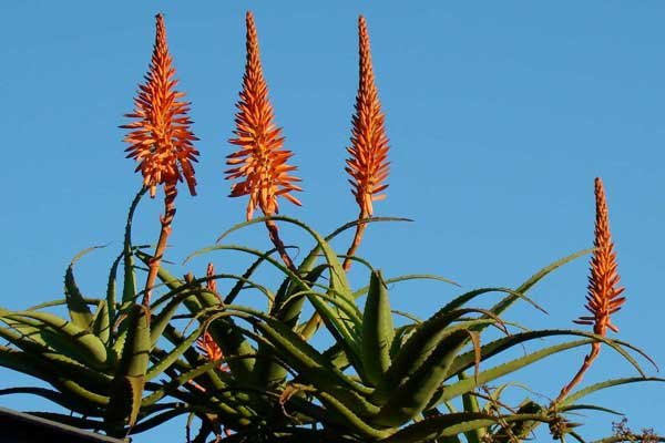 aloe_arborescens_600.jpg