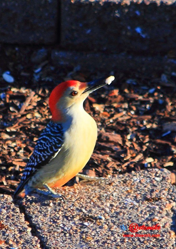 Red-Bellied Woodpecker PFW0206.JPG
