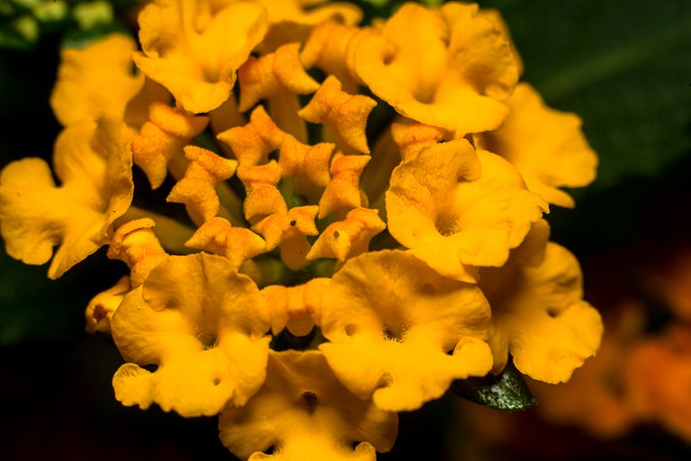 16-07-2018-lantana-06686.jpg