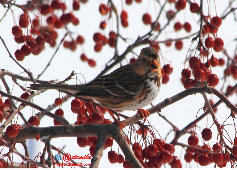 Harris's Sparrow IMG_0059.JPG