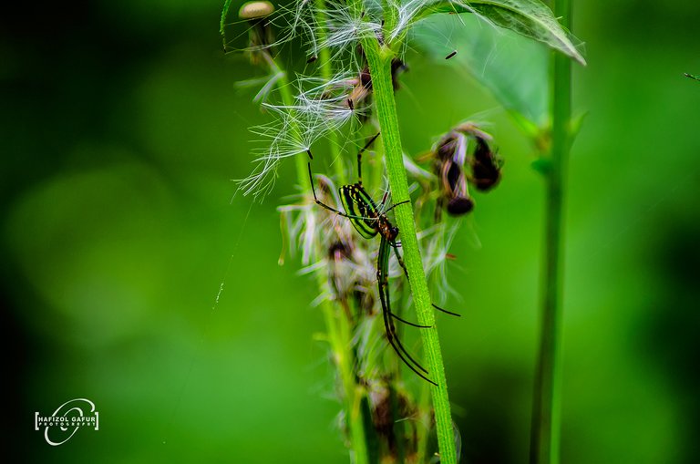 Green-Spider-4.jpg