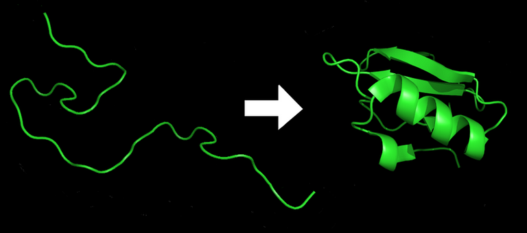 800px-Protein_folding.png