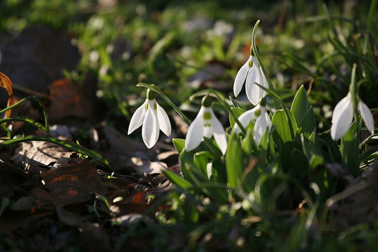 Snowdrops_7_s.jpg