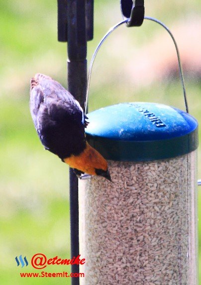 Yellow-headed Blackbird PFW30.jpg