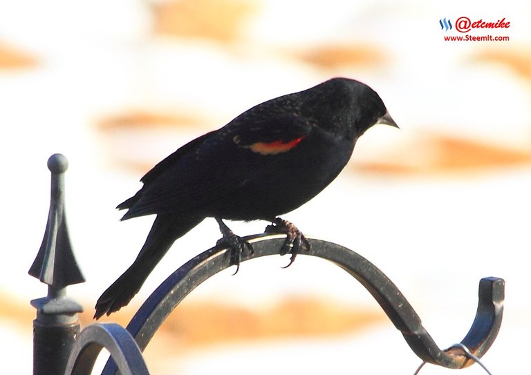Red-Winged Blackbird IMG_0058.JPG