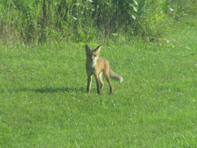 Aug 4, 2014 - Drive up to Bayfield - by Con 12,13,14 NW Ilderton 059.jpg