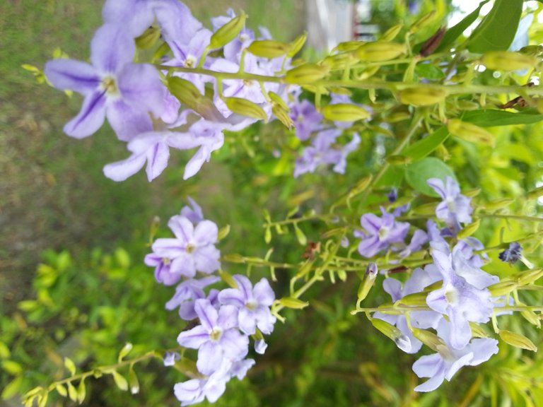 flower6.jpg