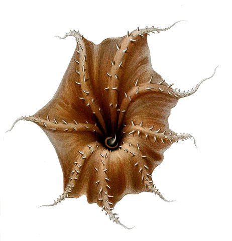 462px-Vampyroteuthis_infernalis_arms.jpg