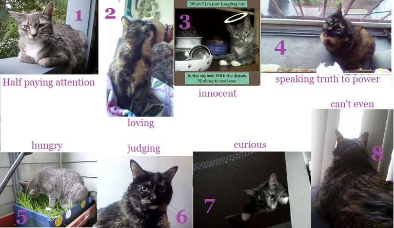 scale of my cats.png