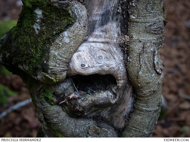 screaming tree - by Héctor Corcín.jpg