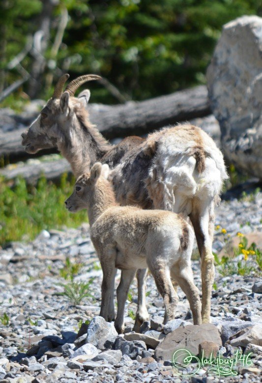 rocky_mountain_sheep2.jpg