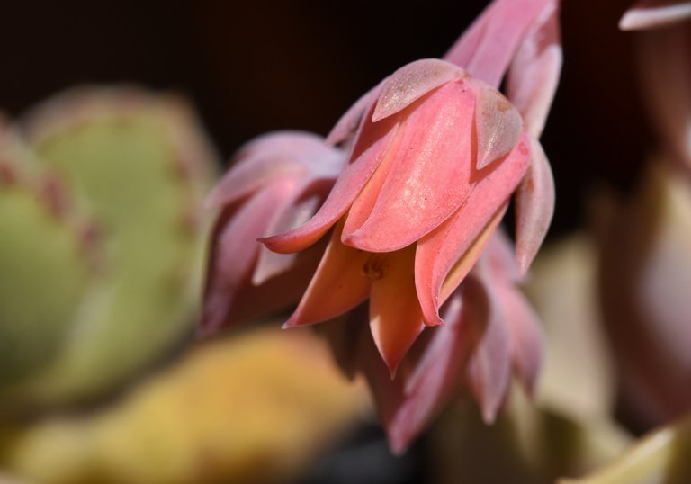 Echeveria perle von nurnberg flower 2 macro.jpg