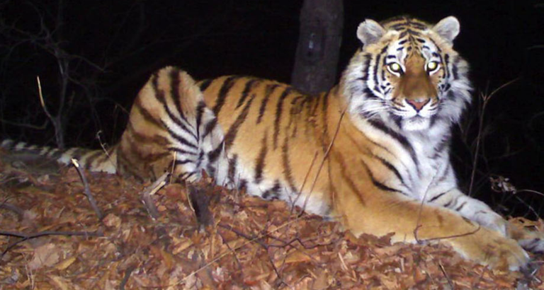4.-Siberian-tiger-project.png