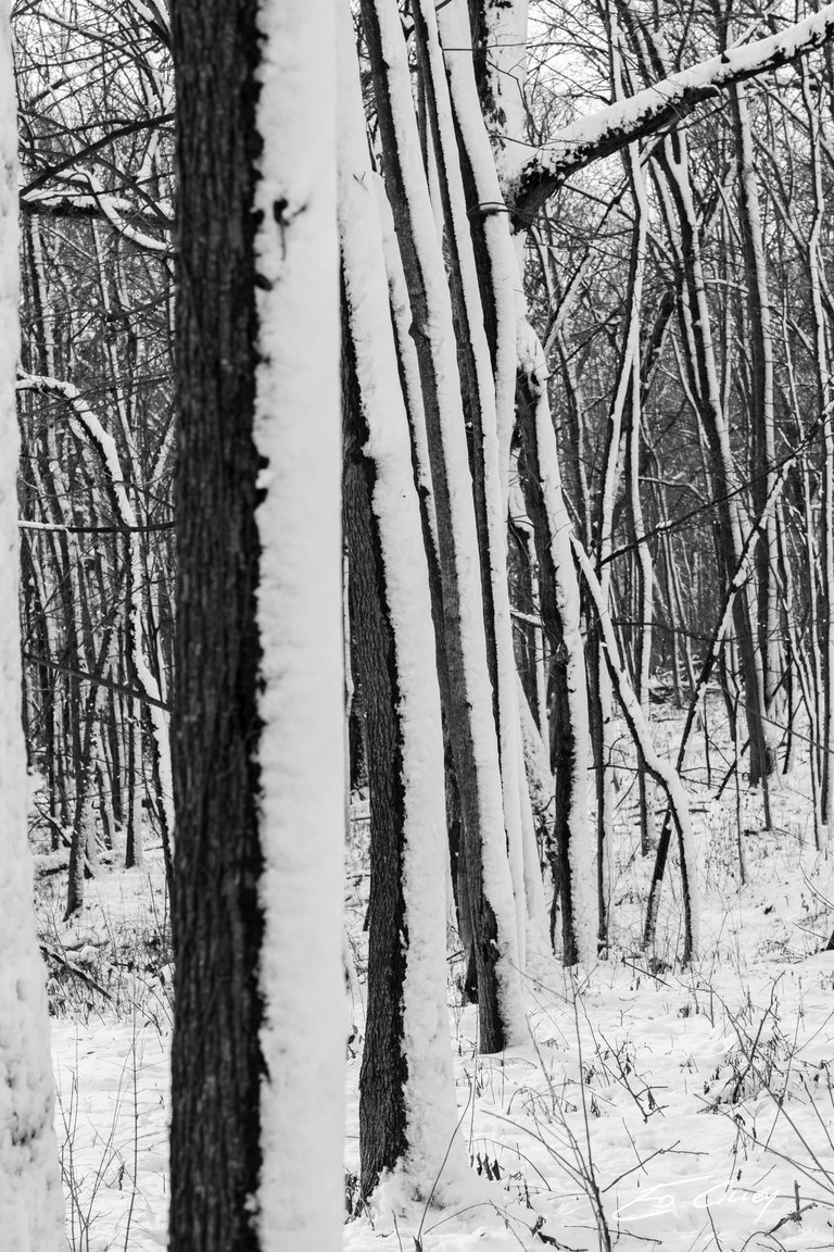 Arboretum_s-00963_Tree Stand.jpg