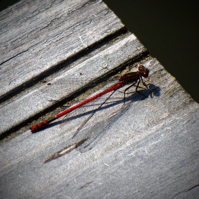 red damselfly