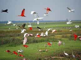 fauna de los llanos.jpg