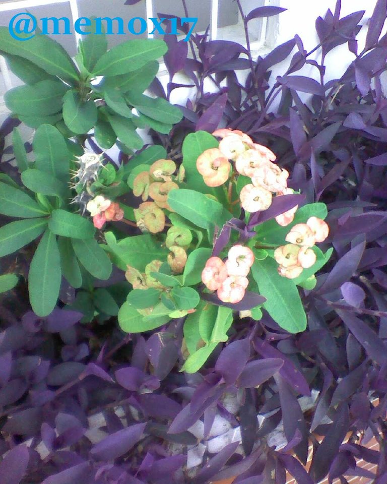 IMG20180828174645.jpg