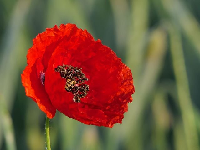 klatschmohn-3430058__480.jpg