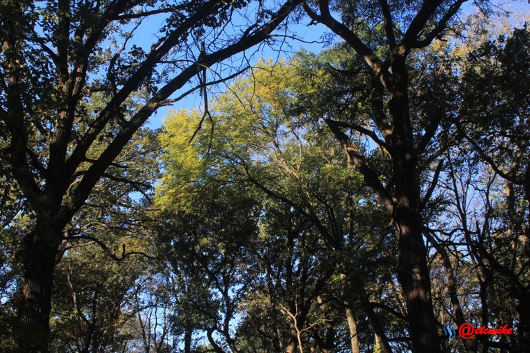 fall colors trees fontenelle forest landscape Fall0055.JPG