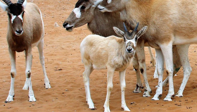 Addax antelope calf with mother.jpg