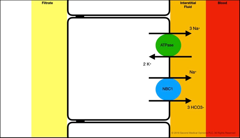 Picture Steemit Tubular Cell Sodium Transport 3.jpg