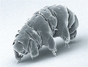 Tardigrade smaller2 Schokraie E, Warnken U, Hotz-Wagenblatt A, Grohme MA, Hengherr S, et al. (2012) 2.5.jpg