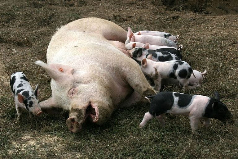 800px-Pig_lactation.jpg