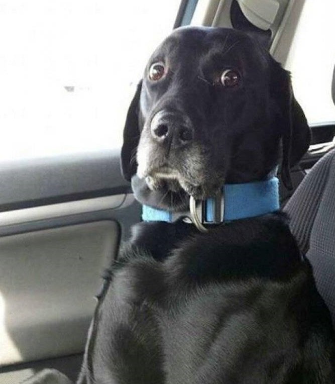 dog-scared-from-woman-driving-funny-picture.jpg