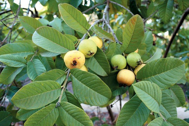 guava-plant.jpg