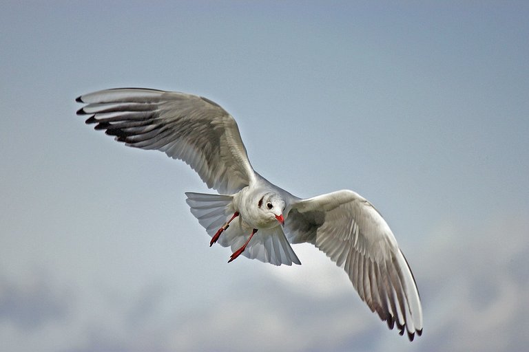 seagull-79658_960_720.jpg