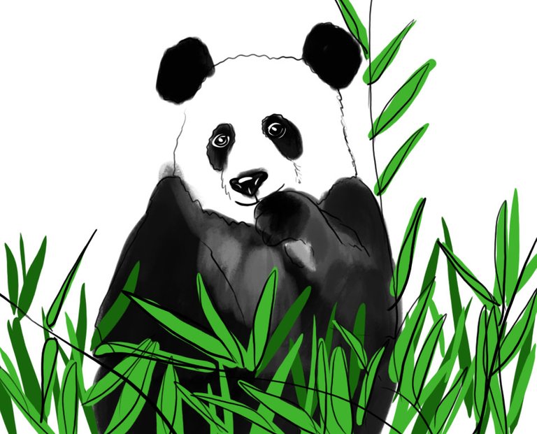 Panda(439).jpg