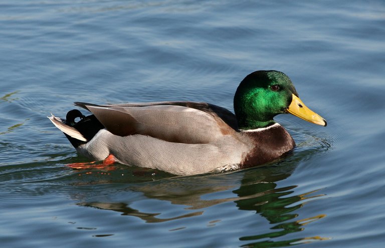 duck2.jpg