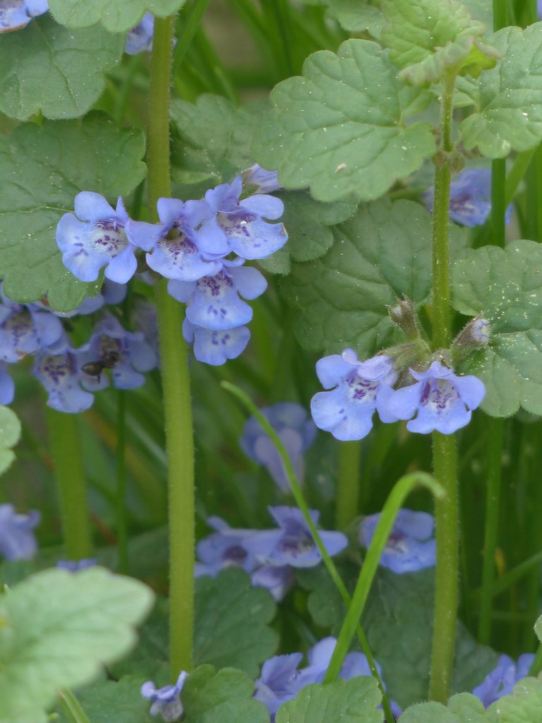 ground-ivy-116263_1920.jpg