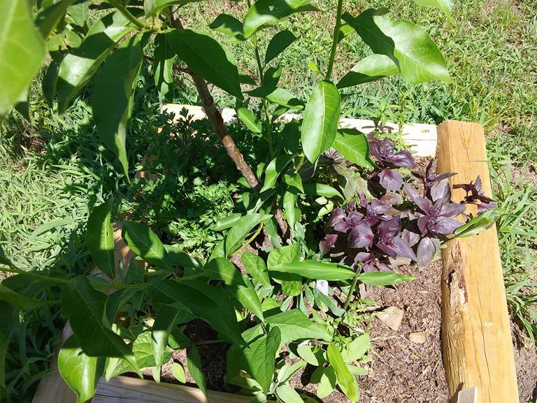 garden 5.30 herbs around plum tree.jpg