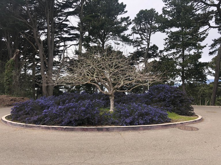 tree with flowers