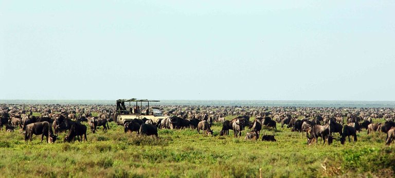 great-migration-nomad-serengeti-safari.jpg