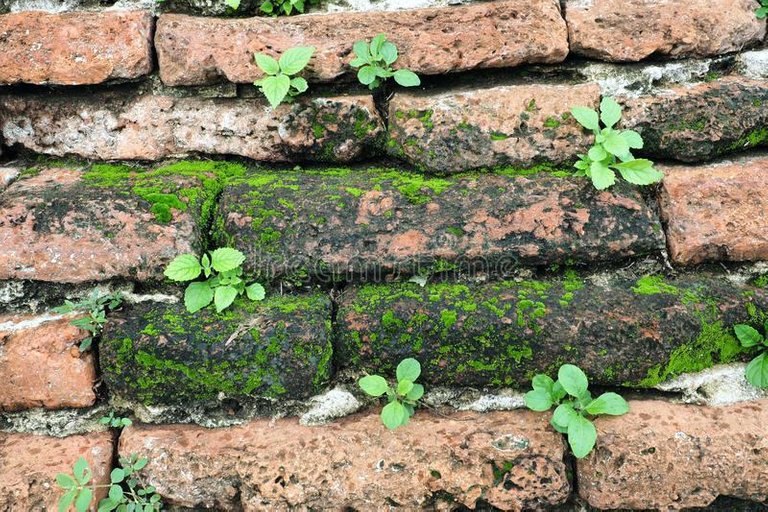 download-small-plants-growing-on-a-wall-stock-photo-image-of-grow-ancient-that-walls-in-india-old-brick-temple.jpg