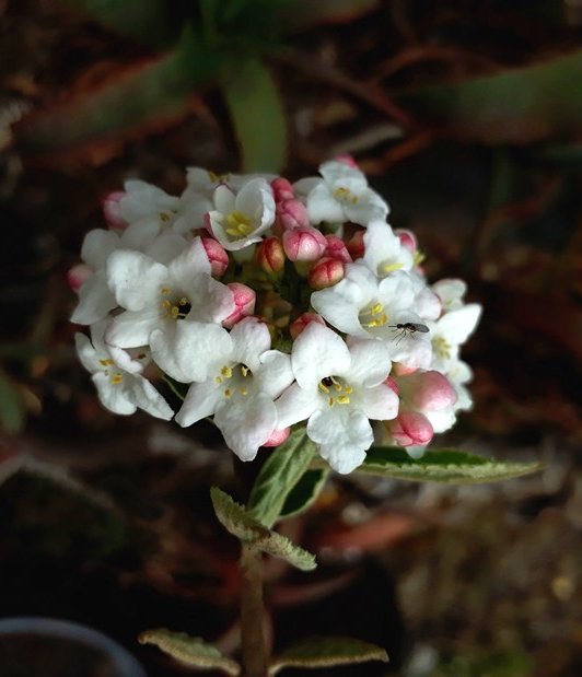 viburnum.jpg