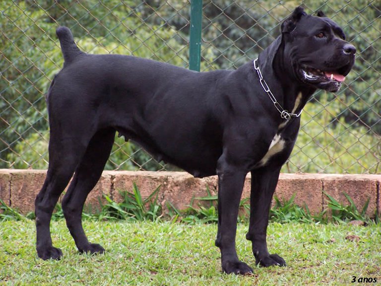 CaneCorso_(23).jpg