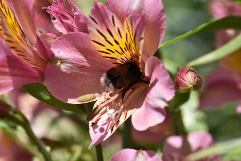 Alstroemeria Lily of the Incas bumblebee.jpg