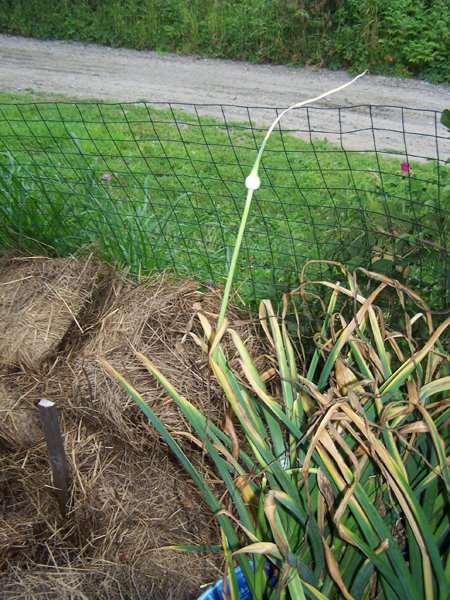 Digging garlic - late scape crop July 2019.jpg