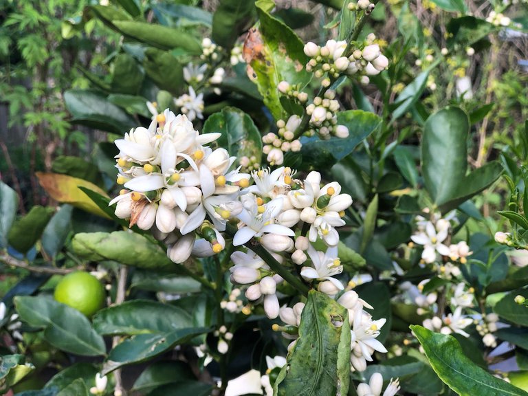 Tahitian lime flowers