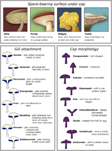 220px-Mushroom_cap_morphology2.png